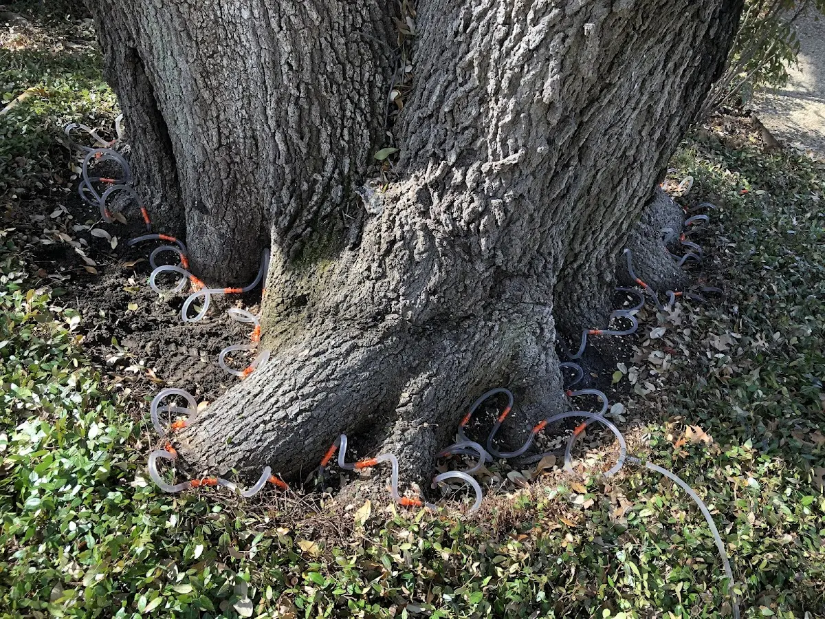 Detailed Tree Cabling and Bracing job site in Cross Fork
